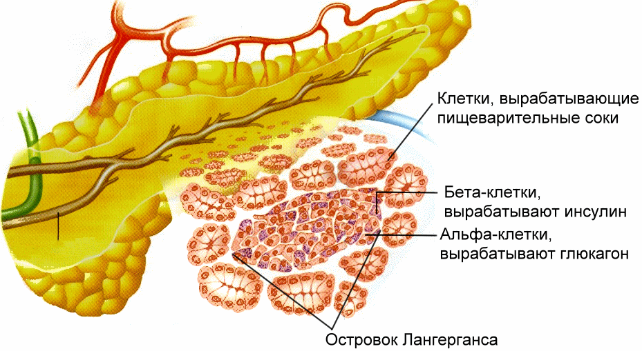 Органы человека: поджелудочная железа