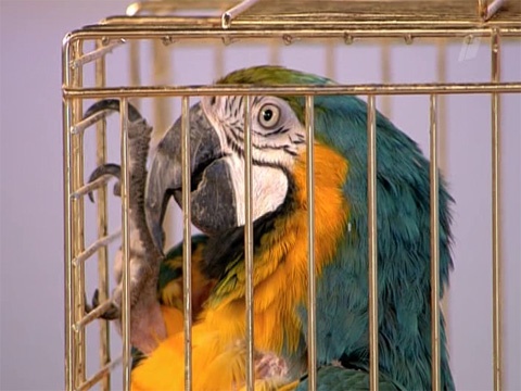 Панкреатит у попугая