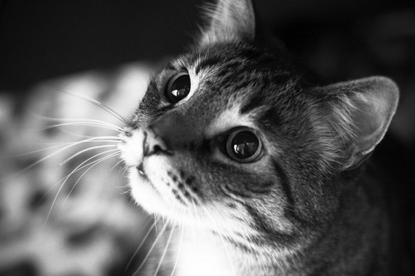 Кошачий панкреатит: кошки, коты, котята